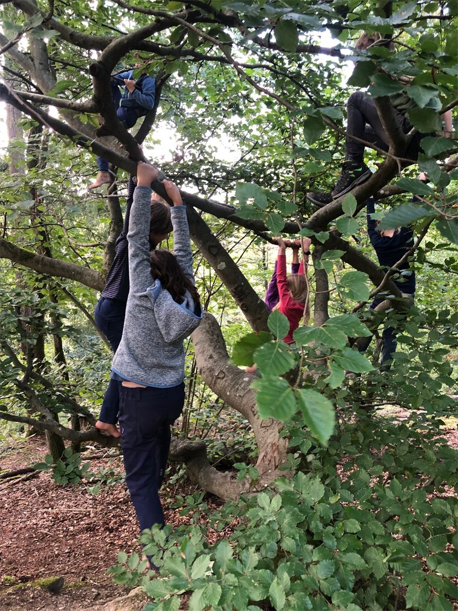 Kinder klettern gemeinsam in einem großen Baum